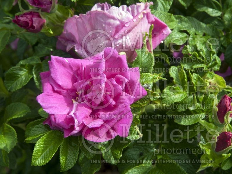 Rosa Scarlet Pavement (Shrub Rose) 2