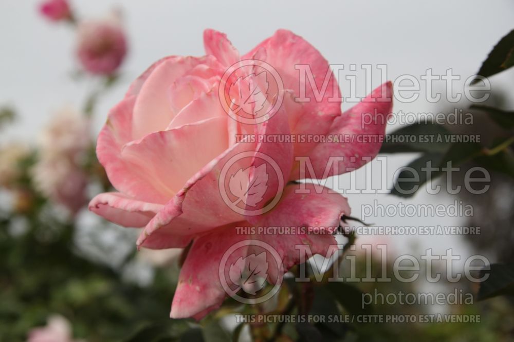 Rosa Secret (Hybrid Tea Rose) 1