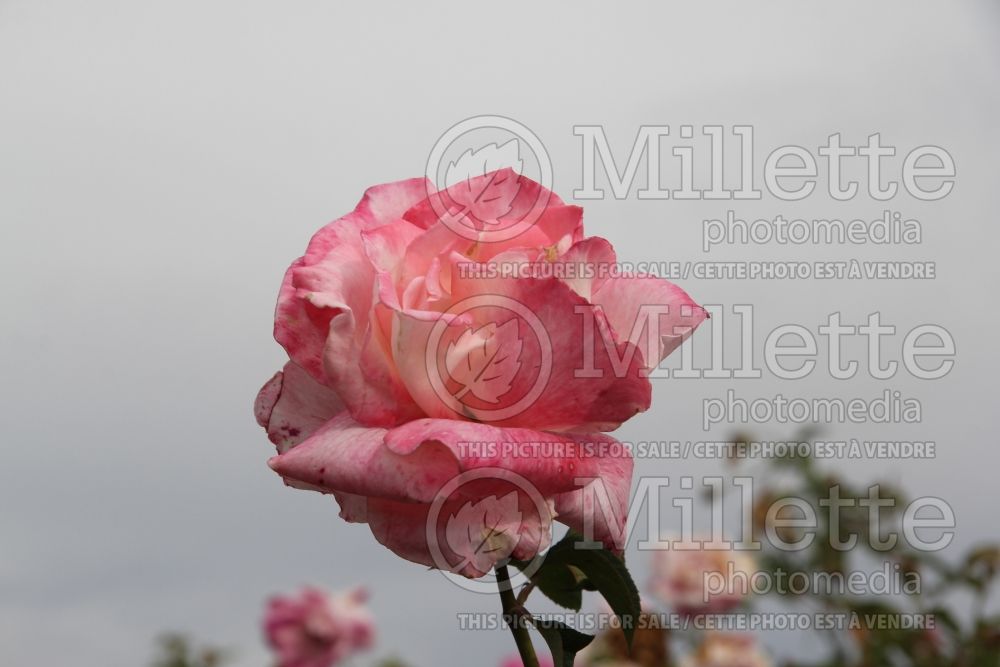 Rosa Secret (Hybrid Tea Rose) 2