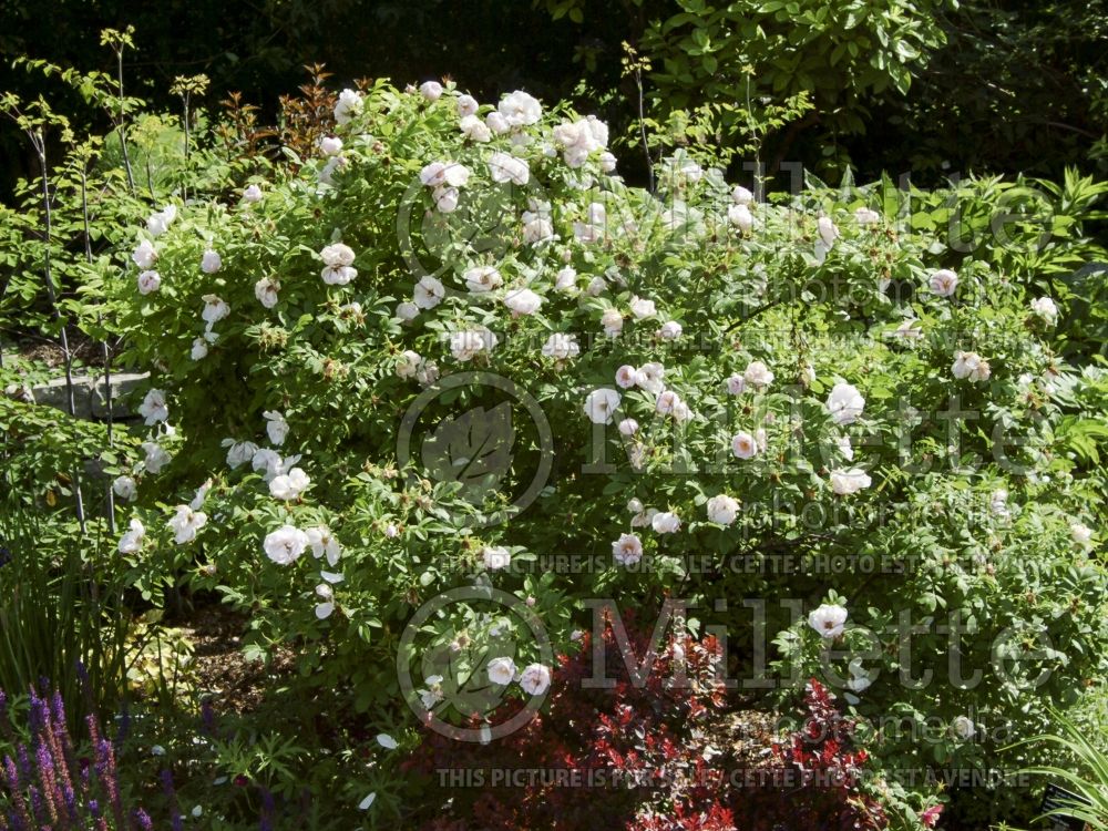 Rosa Snow Pavement (Shrub Rose) 1  