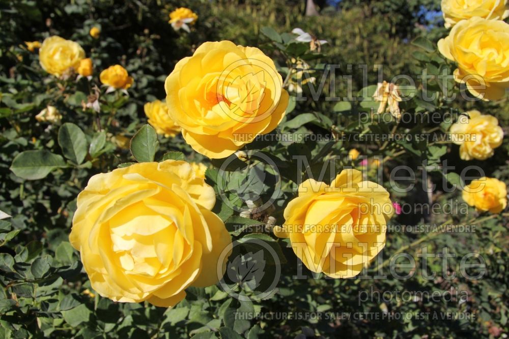 Rosa Sol Desire (Floribunda Rose) 1