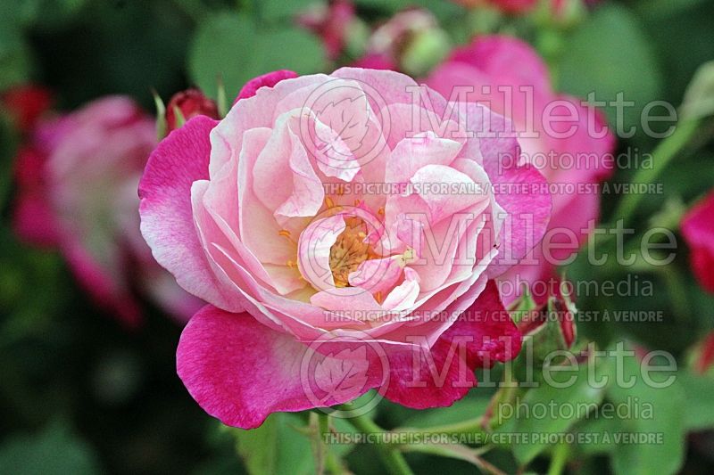 Rosa Sophie's Perpetual (Shrub Rose) 1