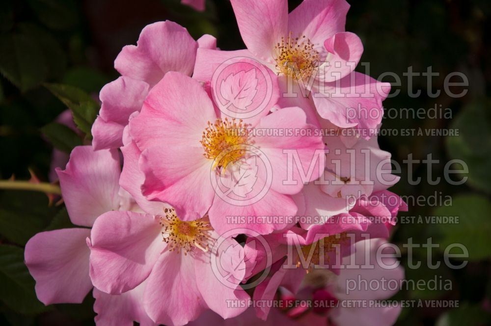 Rosa Sparrieshoop (Shrub Rose) 1 