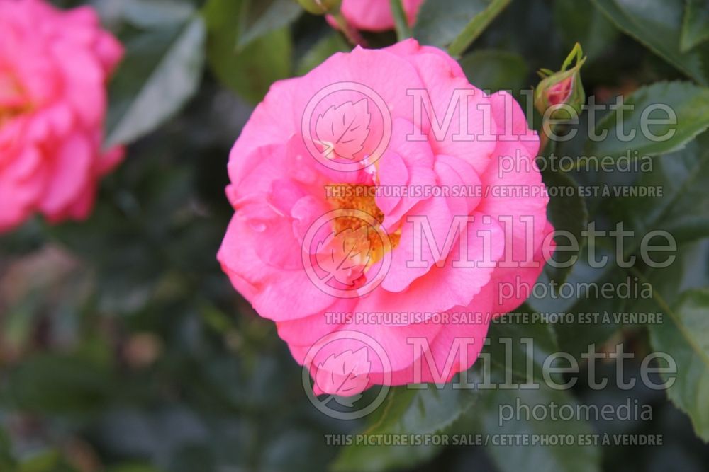 Rosa Summer Sun (floribunda Rose)  3 