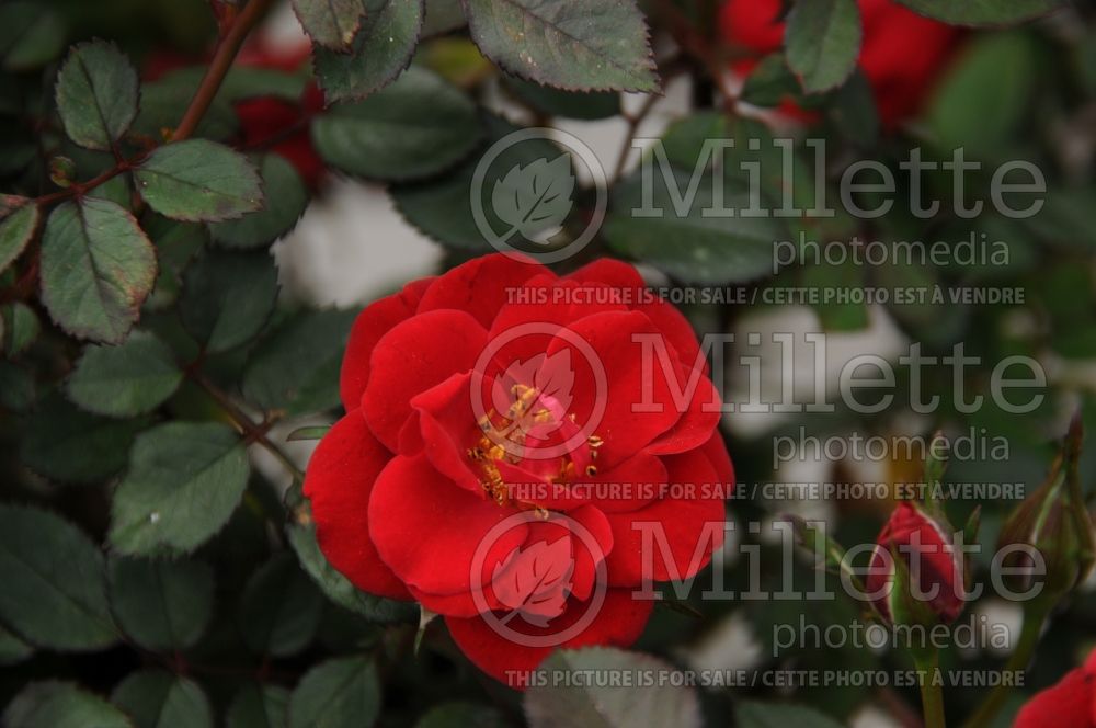 Rosa Sunrosa Red (Shrub rose)  2