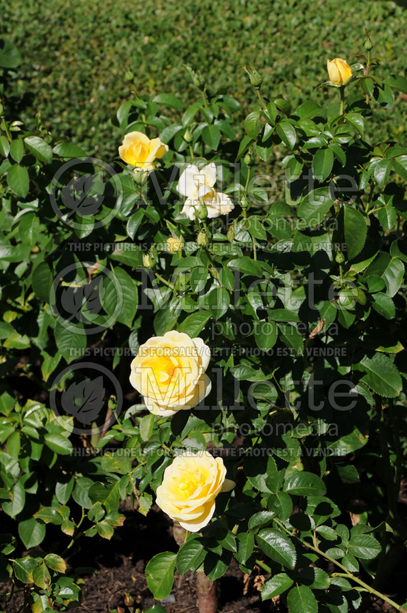 Rosa Sunshine Daydream or Meikanaro (Grandiflora Rose) 5  