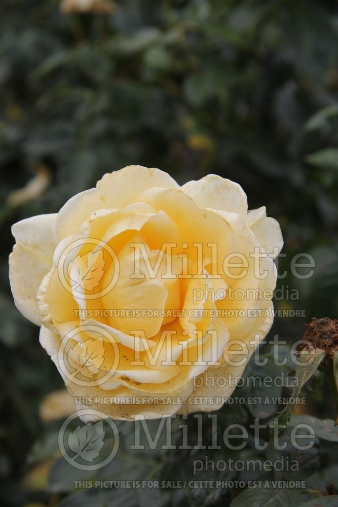 Rosa Sunshine Daydream or Meikanaro (Grandiflora Rose) 7  