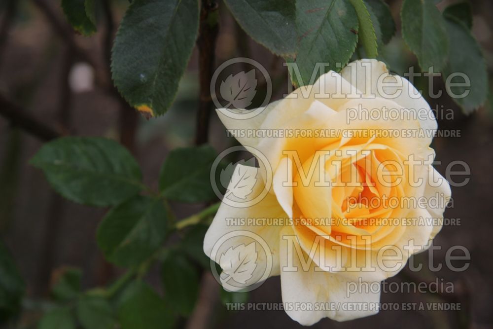 Rosa Sunshine Daydream or Meikanaro (Grandiflora Rose) 8  