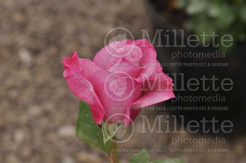 Rosa Sweet Surrender (Hybrid tea rose) 2 