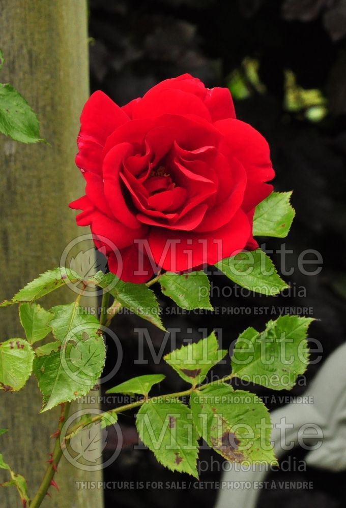 Rosa Sympathie (Shrub Rose) 4 