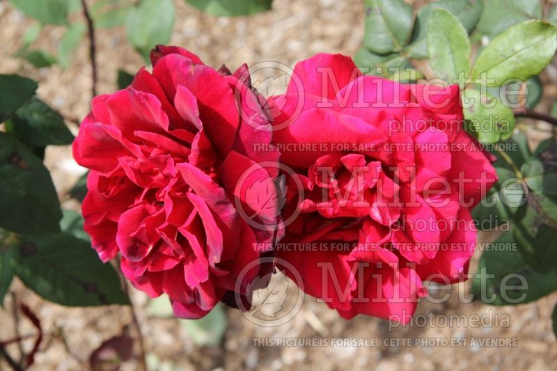 Rosa Taboo or Weltabu (hybrid tea rose) 2 