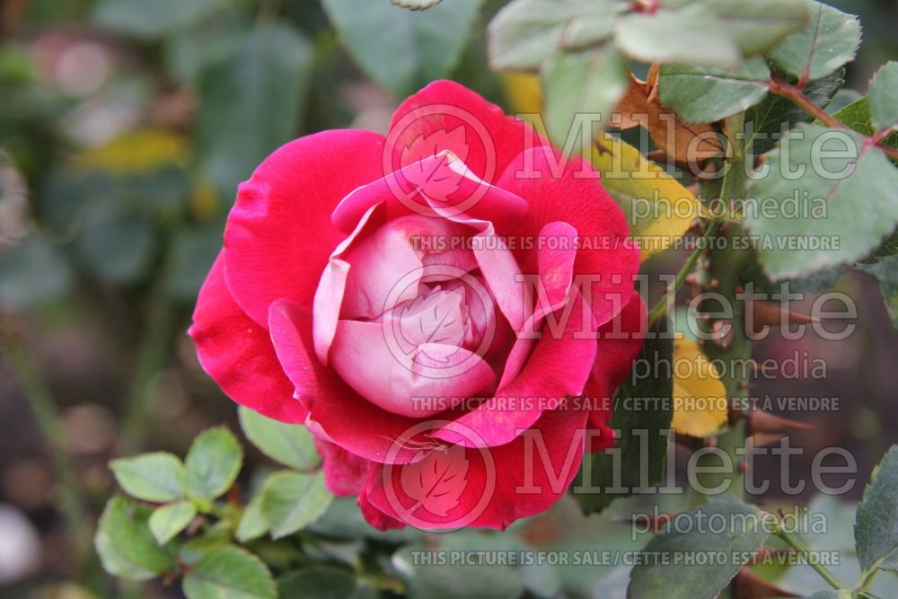 Rosa Take it Easy (floribunda Rose) 1