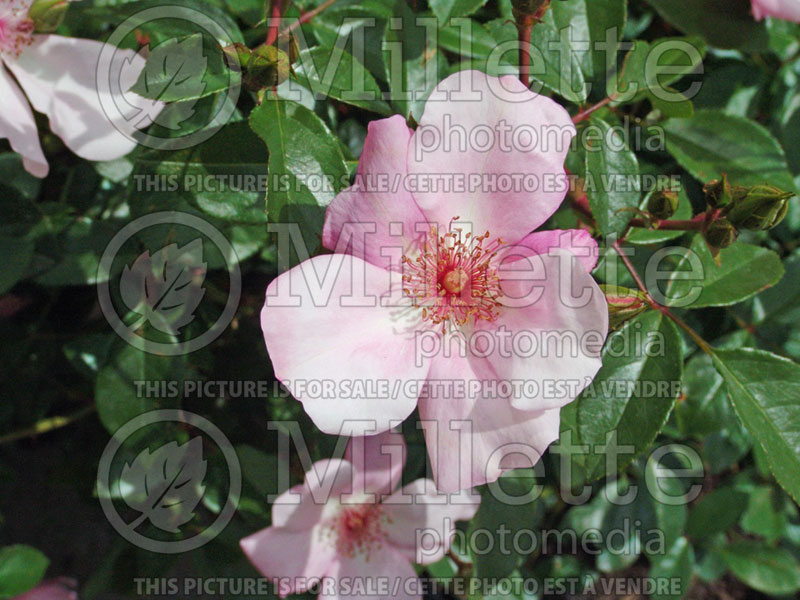 Rosa The Charlatan (Shrub or climbing Rose)  4 