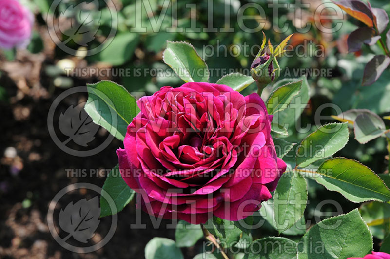 Rosa The Prince or Ausvelvet (Shrub Rose) 1