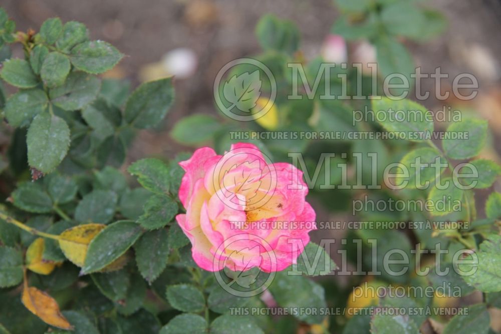 Rosa Tiddly Winks (Miniature Rose) 1