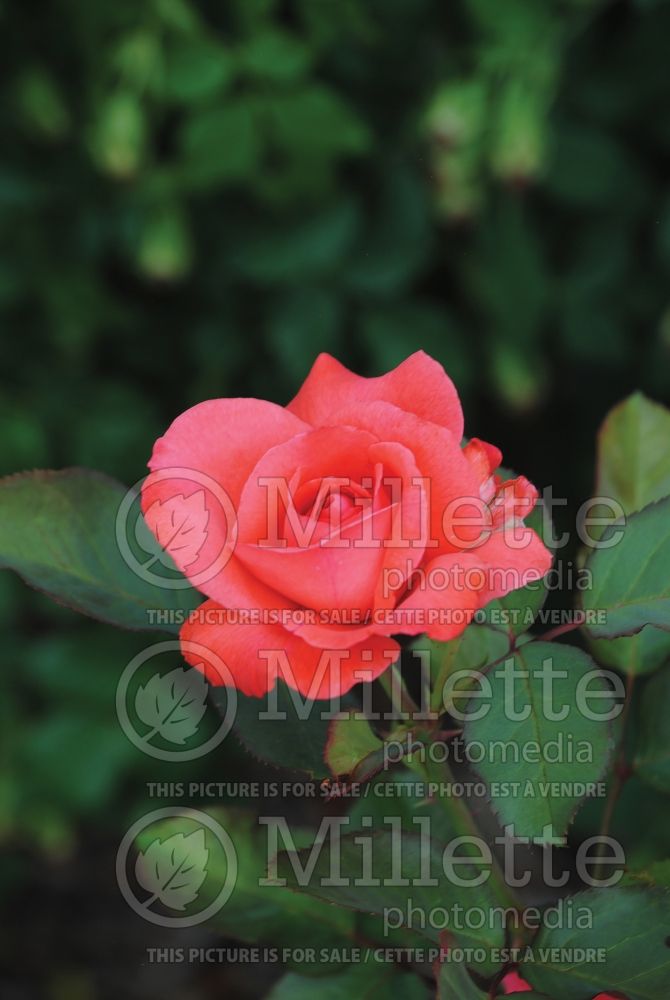 Rosa Timeless (Hybrid Tea Rose) 5 