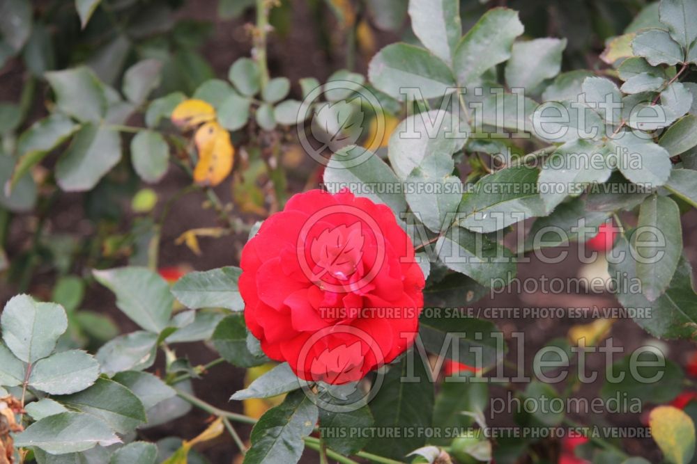 Rosa Trumpeter (Grandiflora Rose) 1  