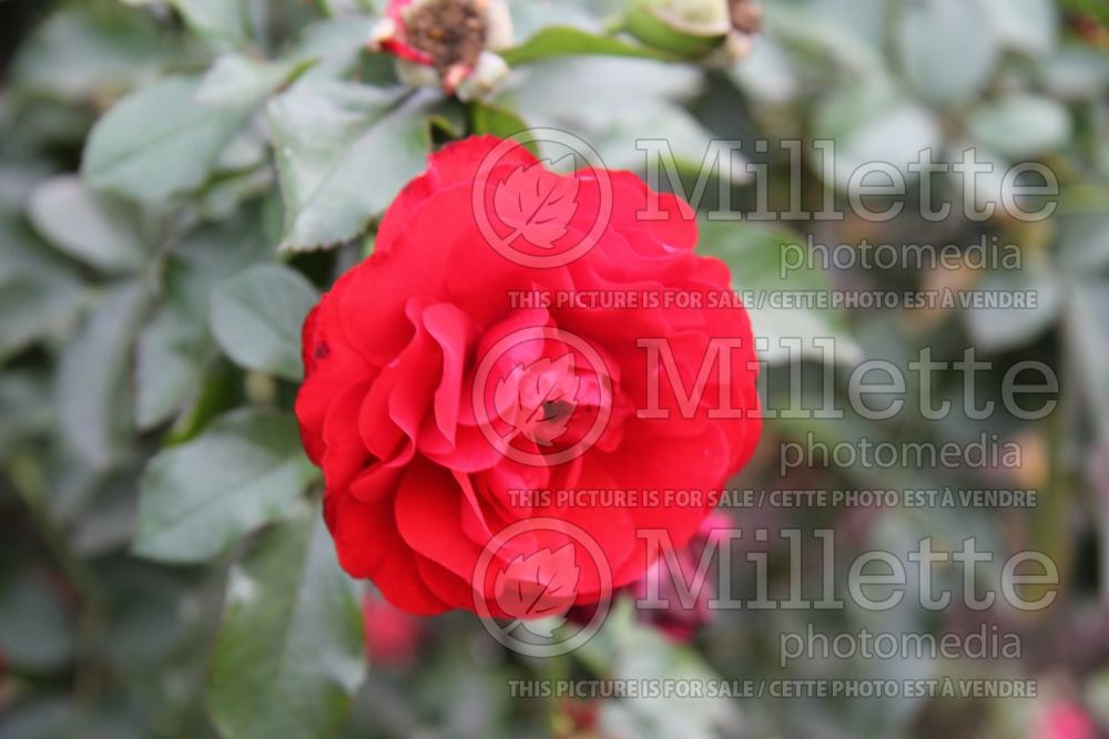 Rosa Trumpeter (Grandiflora Rose) 2  