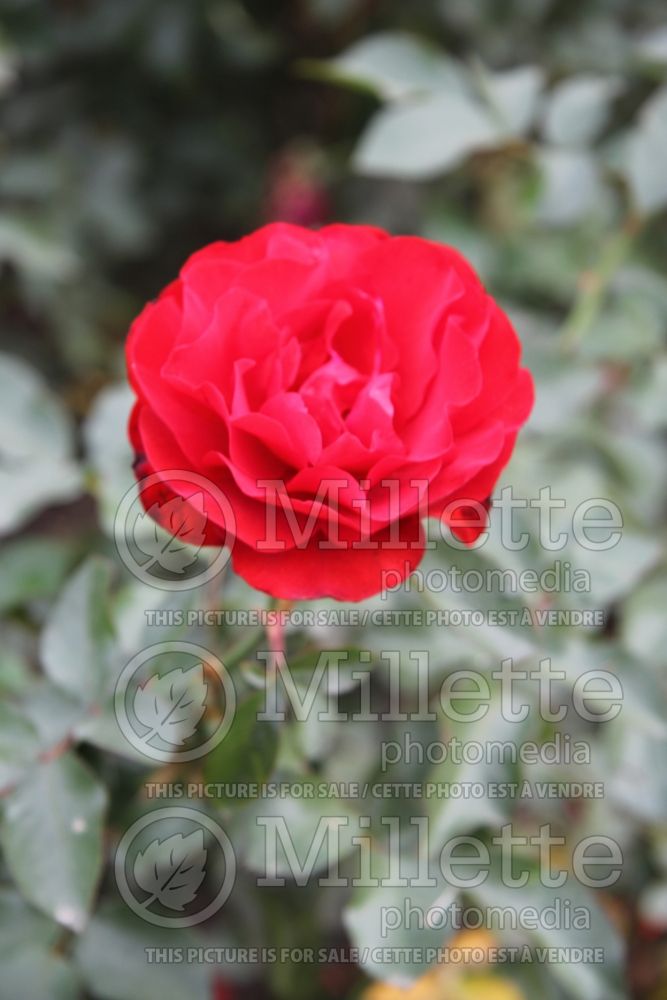 Rosa Trumpeter (Grandiflora Rose) 3  