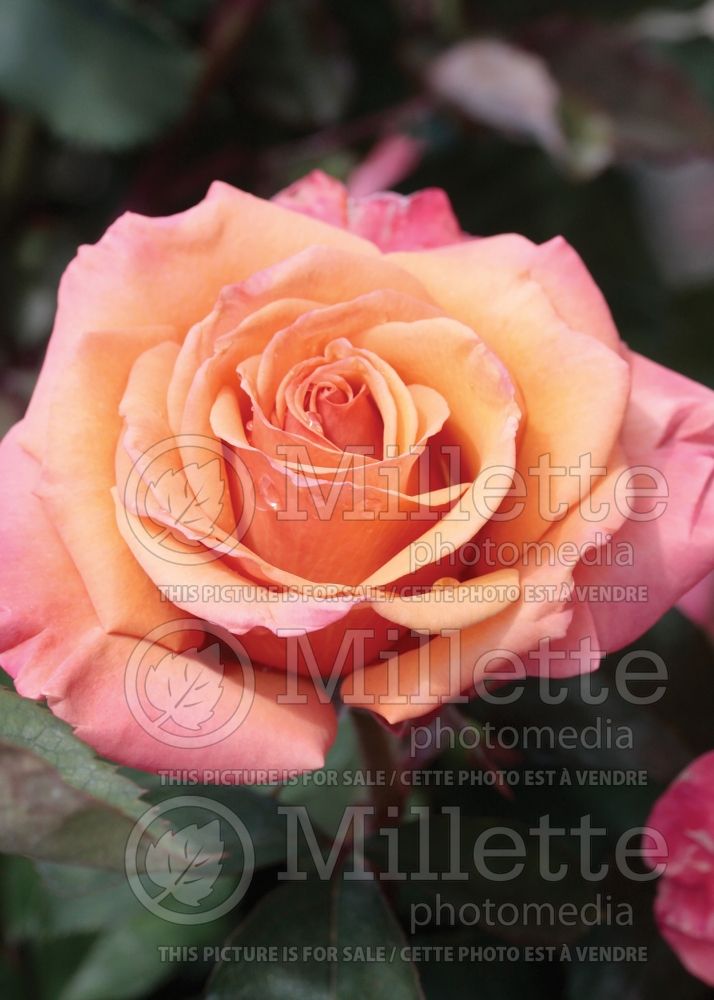 Rosa Tuscan Sun (floribunda Rose) 2