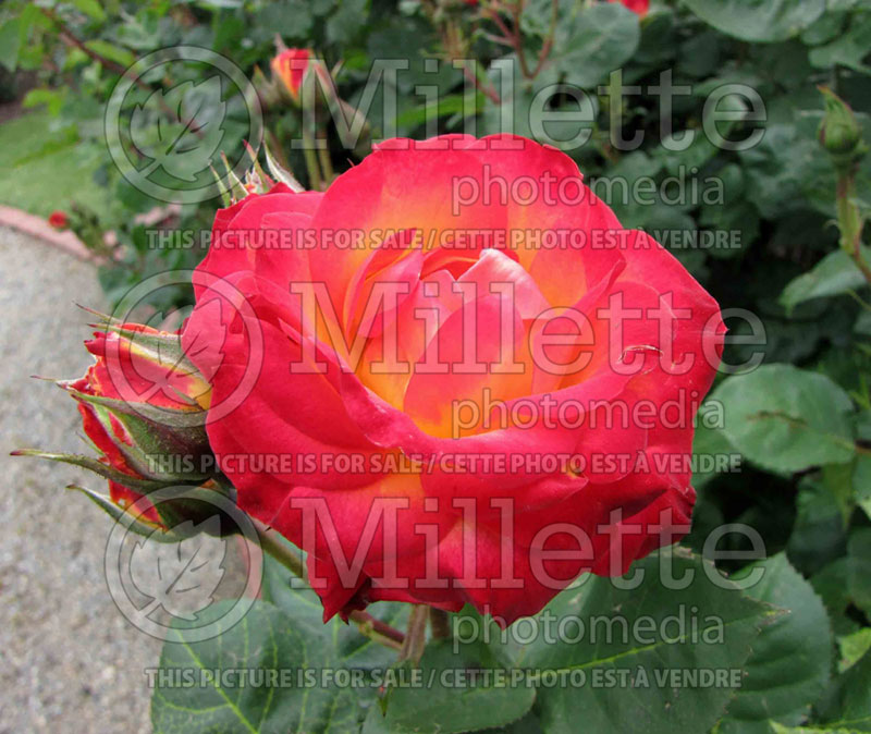 Rosa Typhoon (Tea hybrid Rose)  1 