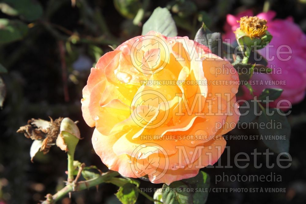 Rosa Vavoom (floribunda Rose) 1