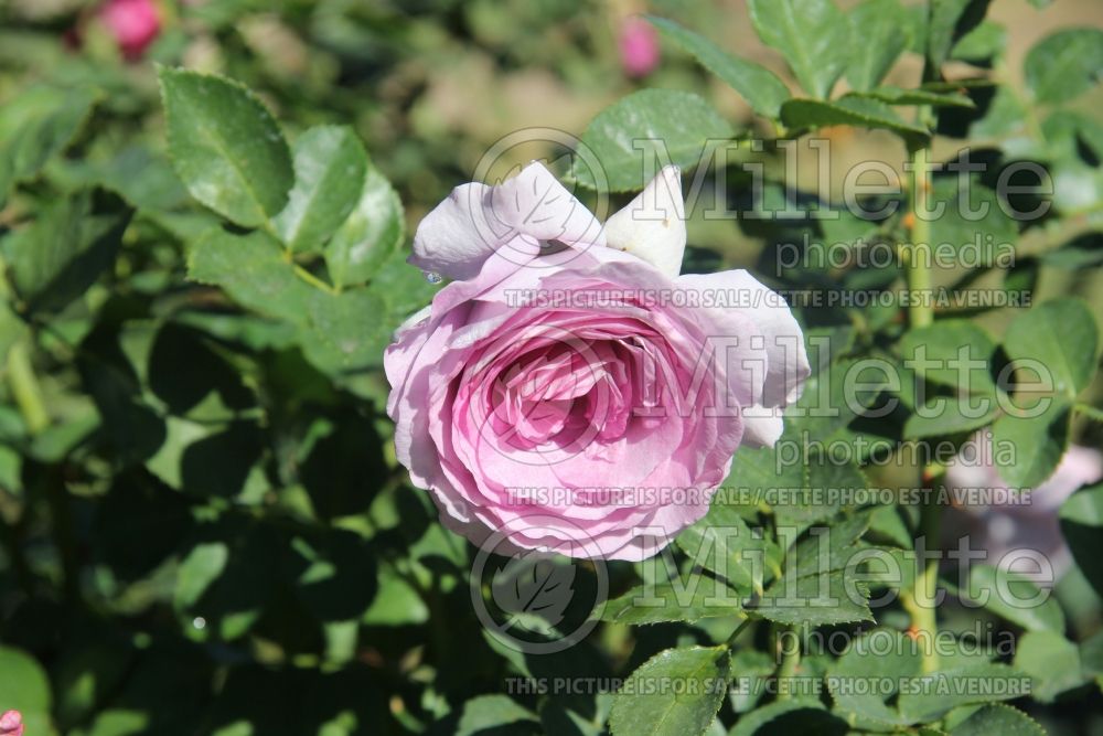 Rosa Violet's Pride (Grandiflora Rose) 1  