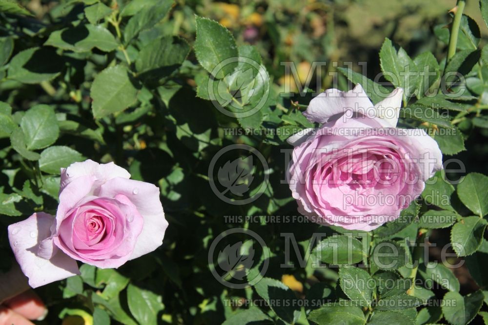 Rosa Violet's Pride (Grandiflora Rose) 2  