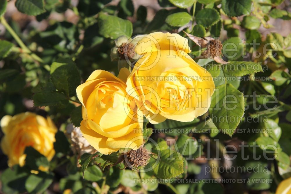Rosa Walking on Sunshine (Floribunda Rose) 1