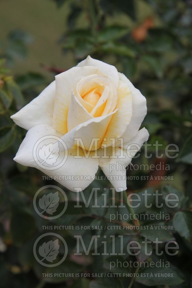 Rosa Whisper (Hybrid Tea Rose) 1