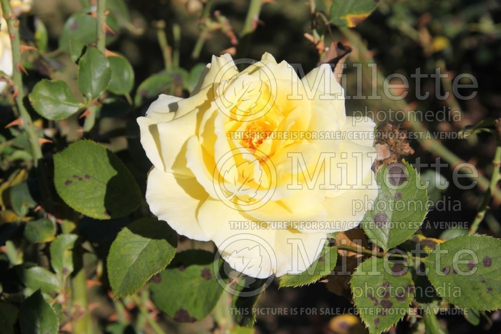 Rosa White Licorice (Floribunda Rose) 3 