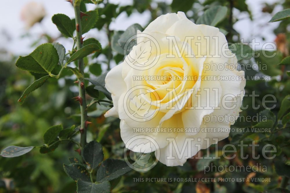 Rosa White Licorice (Floribunda Rose) 2 