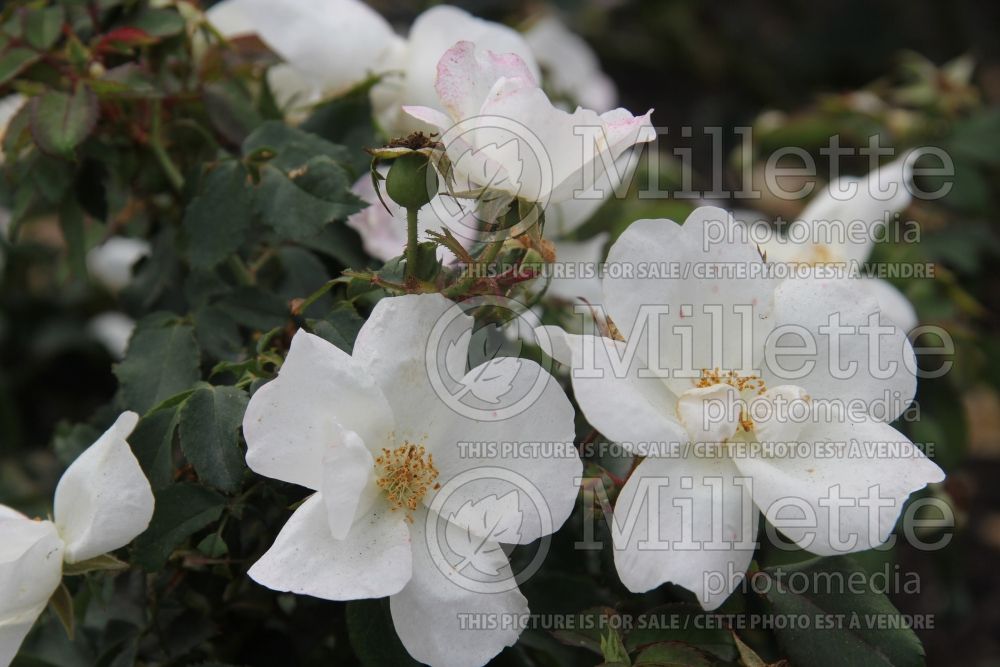Rosa White Out (Shrub Rose) 7   