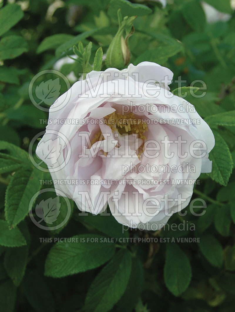 Rosa White Pavement (Rugosa Rose) 1  