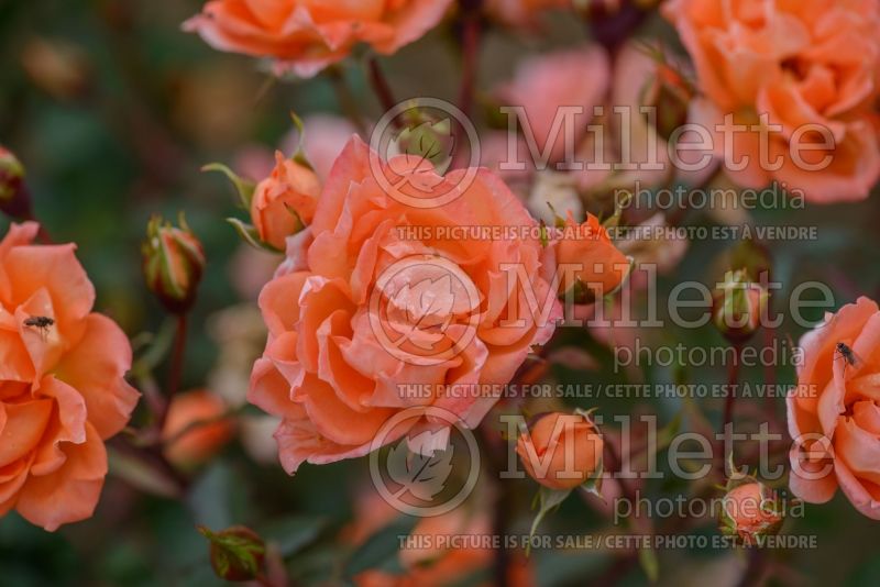 Rosa Wildfire (Tea hybrid Rose) 3 