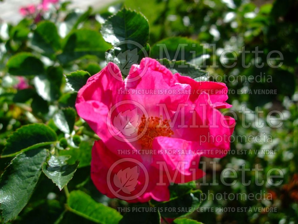 Rosa William Booth (Shrub Rose) 1 