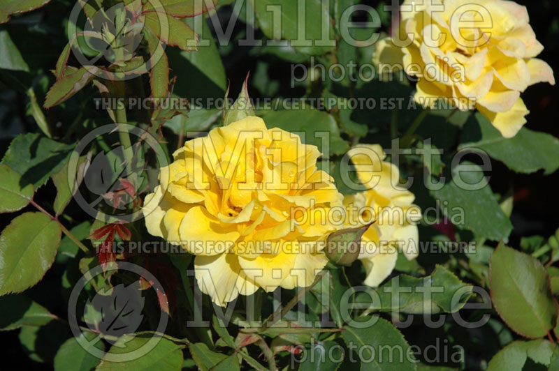 Rosa Yellow Jacket (Shrub Rose) 1 