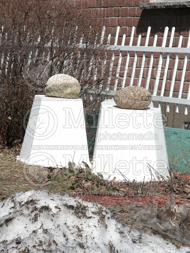 Winter protection for roses - garden works (Styrofoam or plastic cones) 1