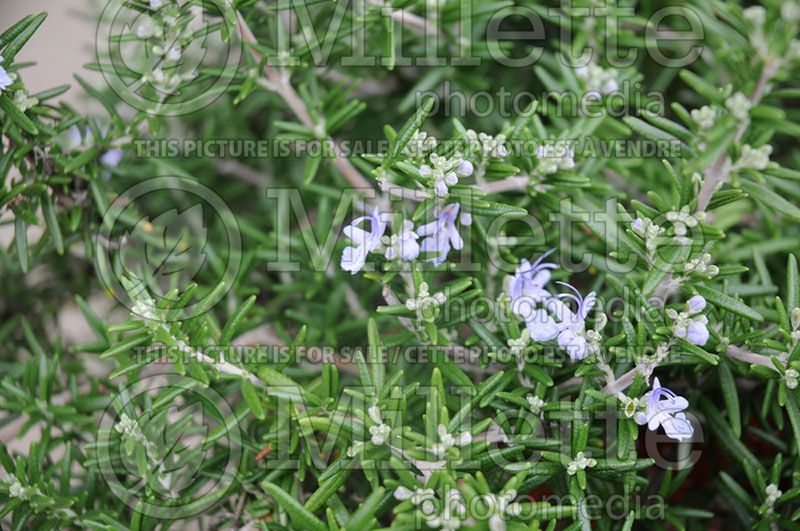 Rosmarinus Huntington Carpet (Rosemary herb - romarin) 4 