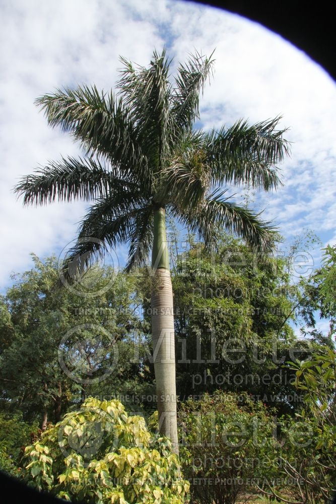 Roystonea elata (Cuban royal palm) 1