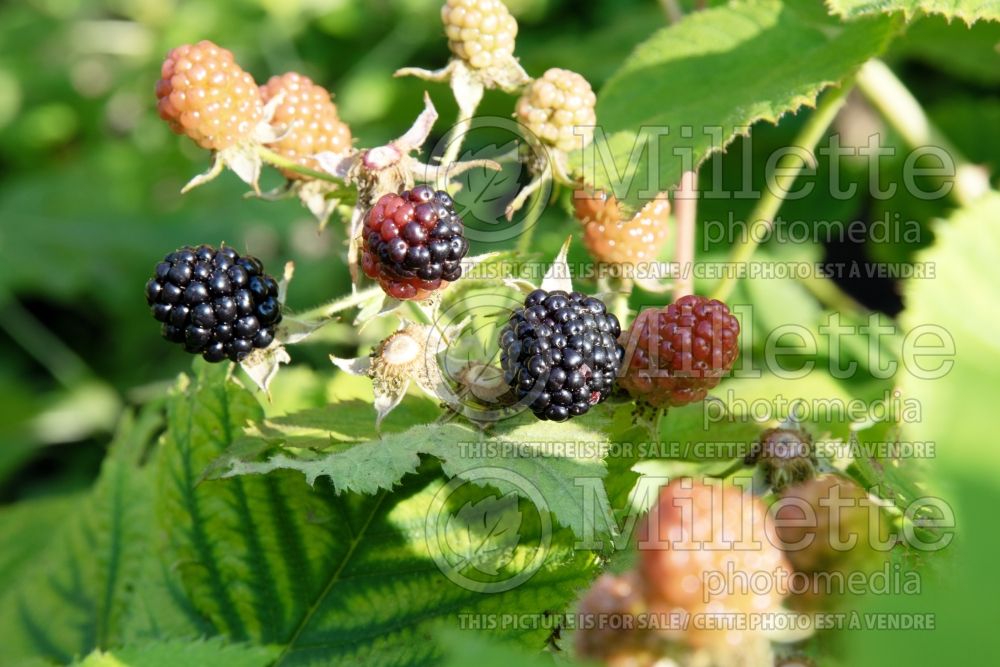 Rubus Hardy Black (Blackberry) 1