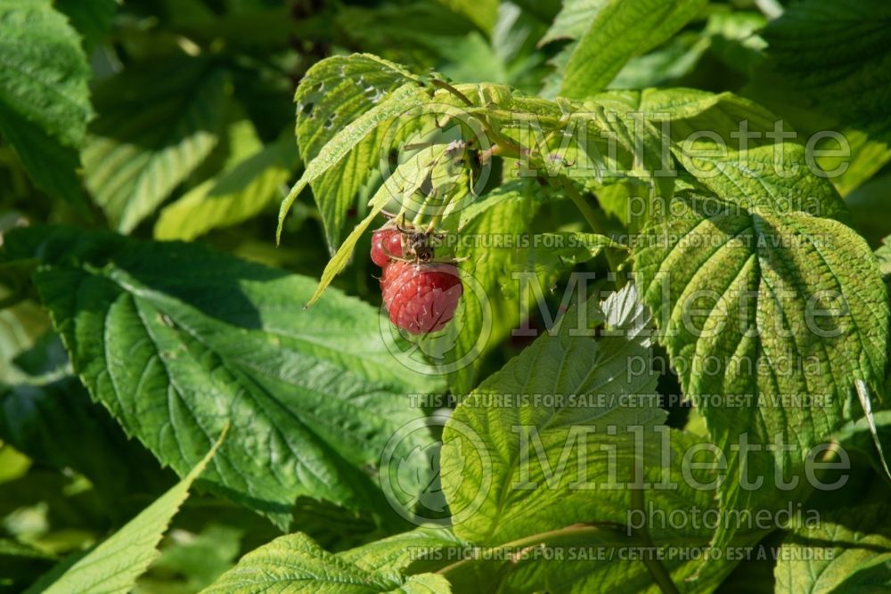Rubus Festival (Blackberry bramble bush) 4 