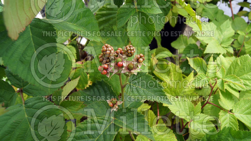 Rubus Arapaho (Thornless Blackberry) 1