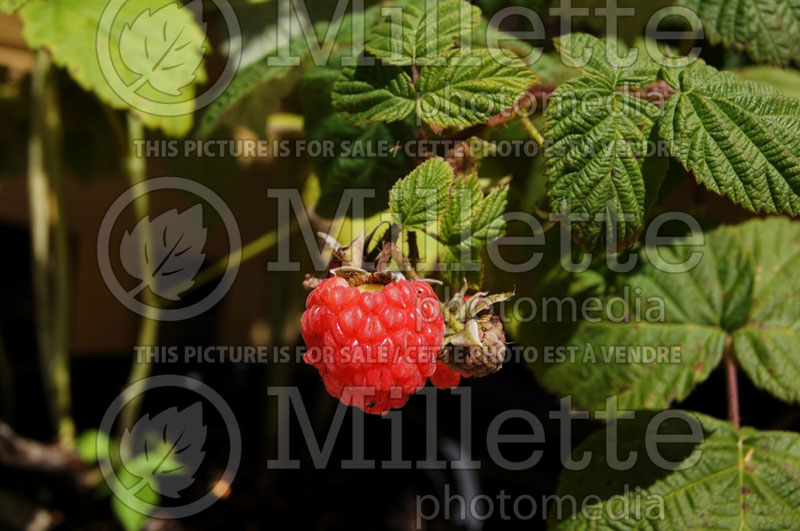 Rubus Boyne (Raspberry) 4