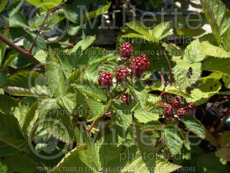 Rubus Navaho (Blackberry) 1
