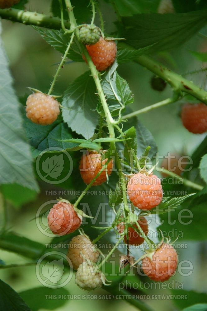 Rubus Anne (red raspberry) 1 