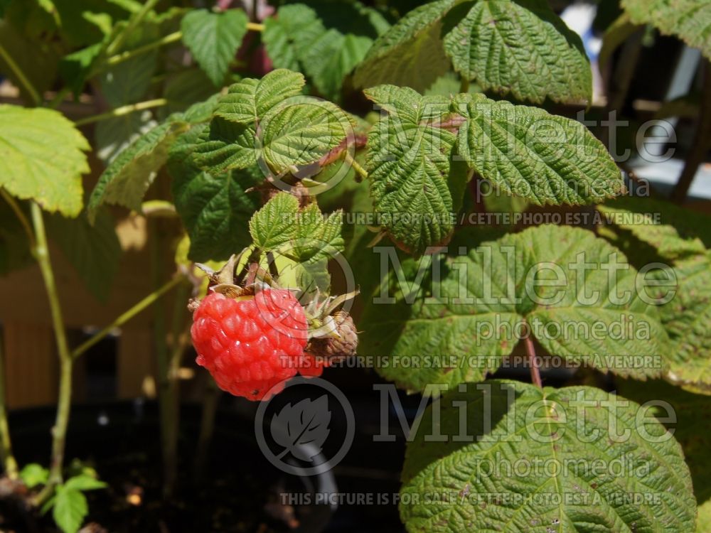 Rubus Boyne (red raspberry) 1 