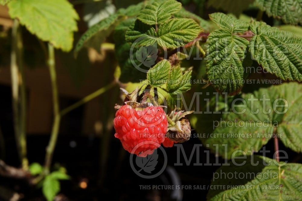 Rubus Boyne (red raspberry) 2 