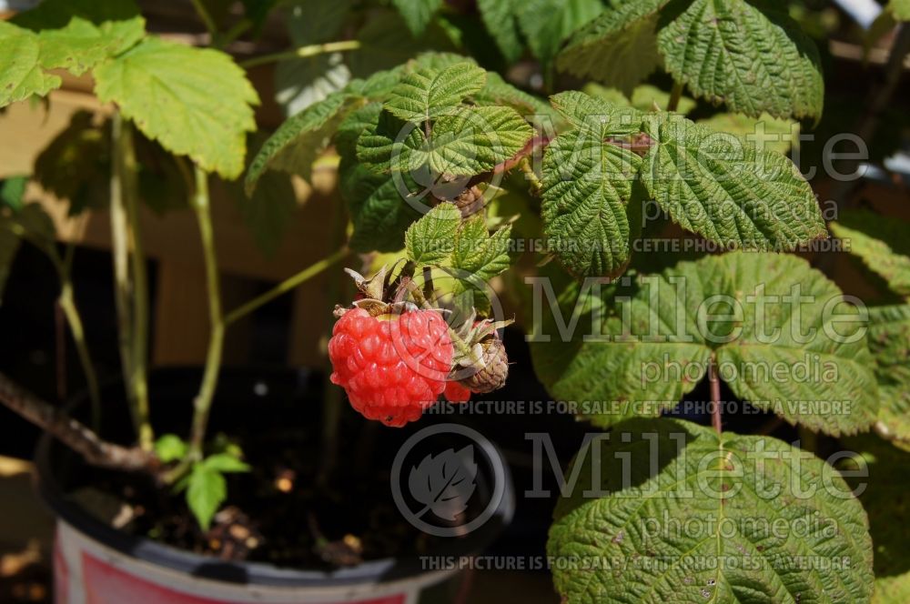 Rubus Boyne (red raspberry) 3 