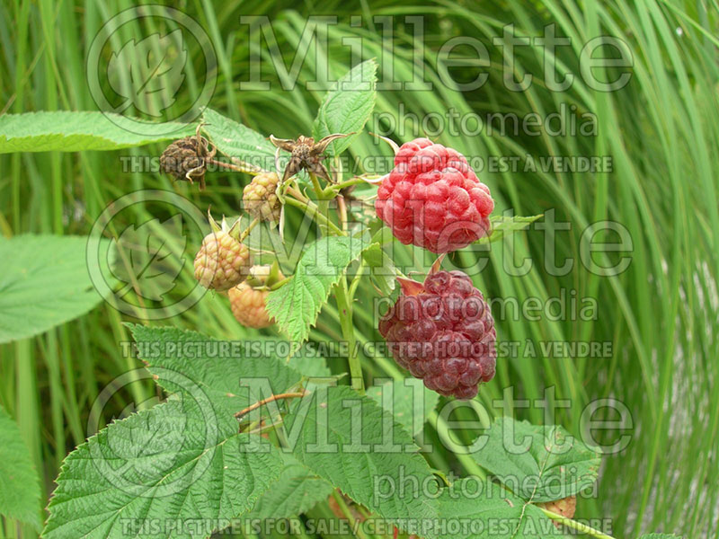 Rubus Royalty (Raspberry) 1